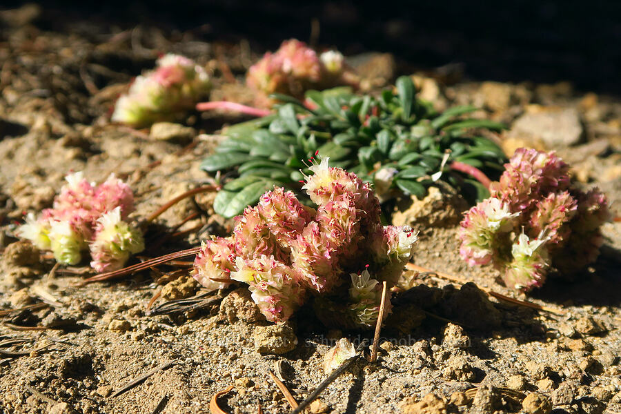 pussy-paws (Calyptridium umbellatum (Cistanthe umbellata)) [Ironstone Mountain Trail, William O. Douglas Wilderness, Yakima County, Washington]