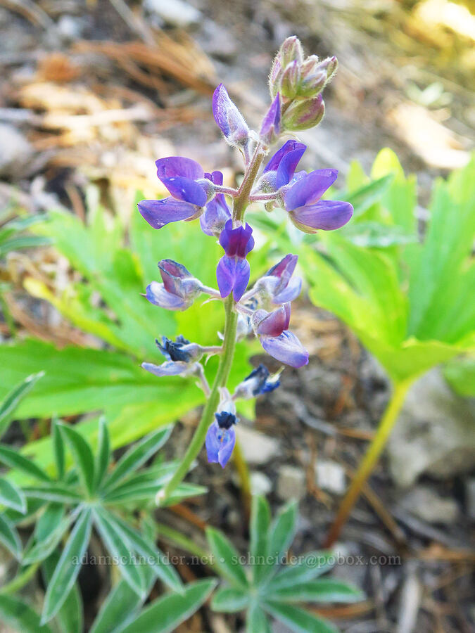 silky lupine (Lupinus sericeus) [Ironstone Mountain Trail, William O. Douglas Wilderness, Yakima County, Washington]