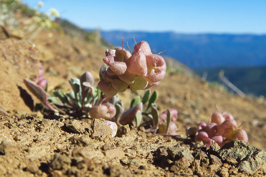 Washington twin-pod pods (Physaria alpestris) [Ironstone Mountain Trail, William O. Douglas Wilderness, Yakima County, Washington]