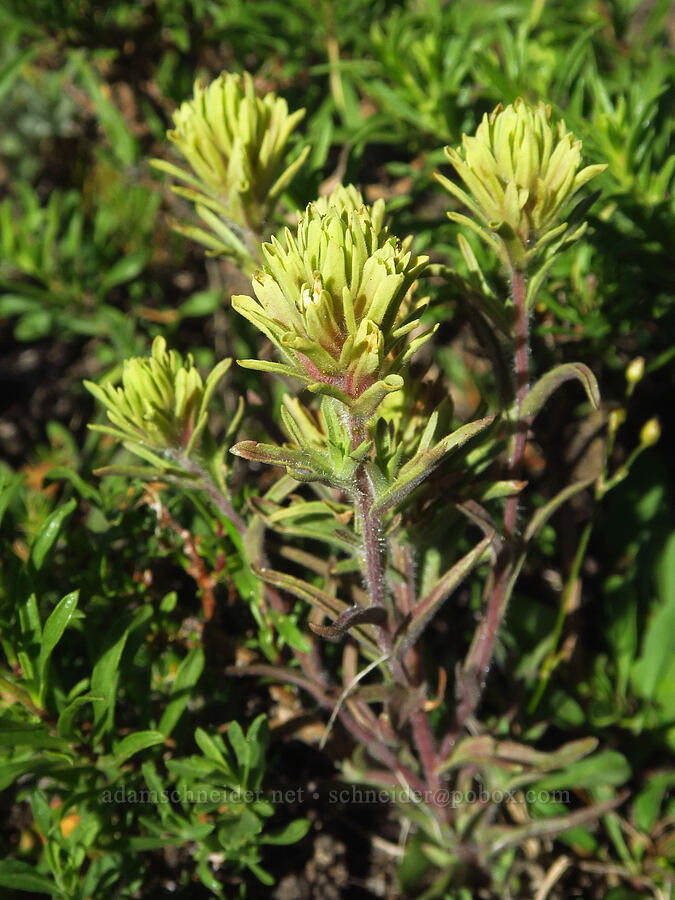 Thompson's paintbrush (Castilleja thompsonii) [Ironstone Mountain Trail, William O. Douglas Wilderness, Yakima County, Washington]