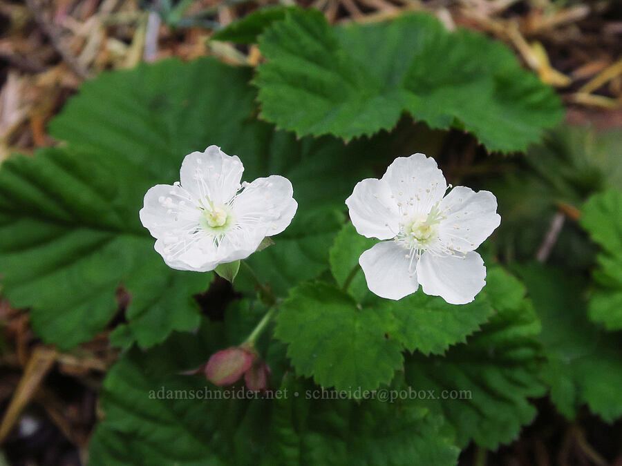 dwarf bramble (Rubus lasiococcus) [Ironstone Mountain Trail, William O. Douglas Wilderness, Yakima County, Washington]