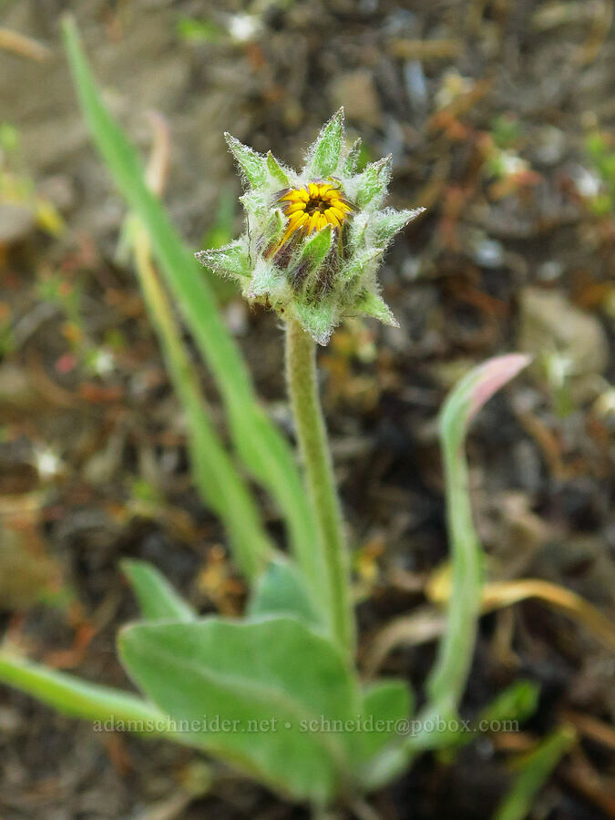 large agoseris, budding (Agoseris grandiflora) [Ironstone Mountain Trail, William O. Douglas Wilderness, Yakima County, Washington]