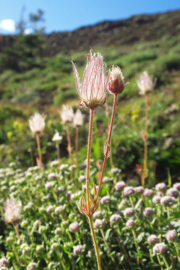 prairie smoke & coyote mint (Geum triflorum, Monardella odoratissima ssp. discolor) [Ironstone Mountain Trail, William O. Douglas Wilderness, Yakima County, Washington]