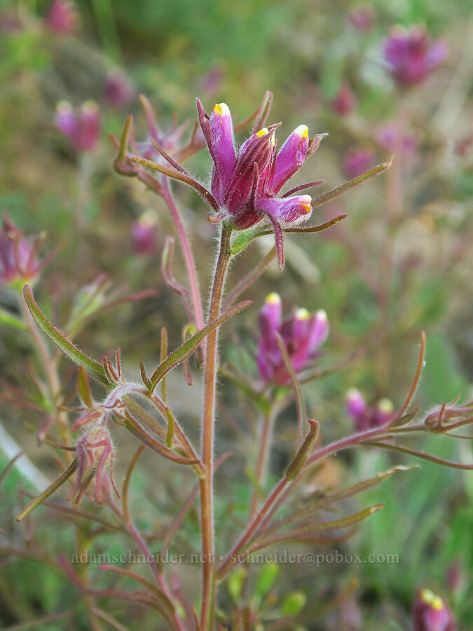 Yakima bird's-beak (Cordylanthus capitatus) [Ironstone Mountain Trail, William O. Douglas Wilderness, Yakima County, Washington]