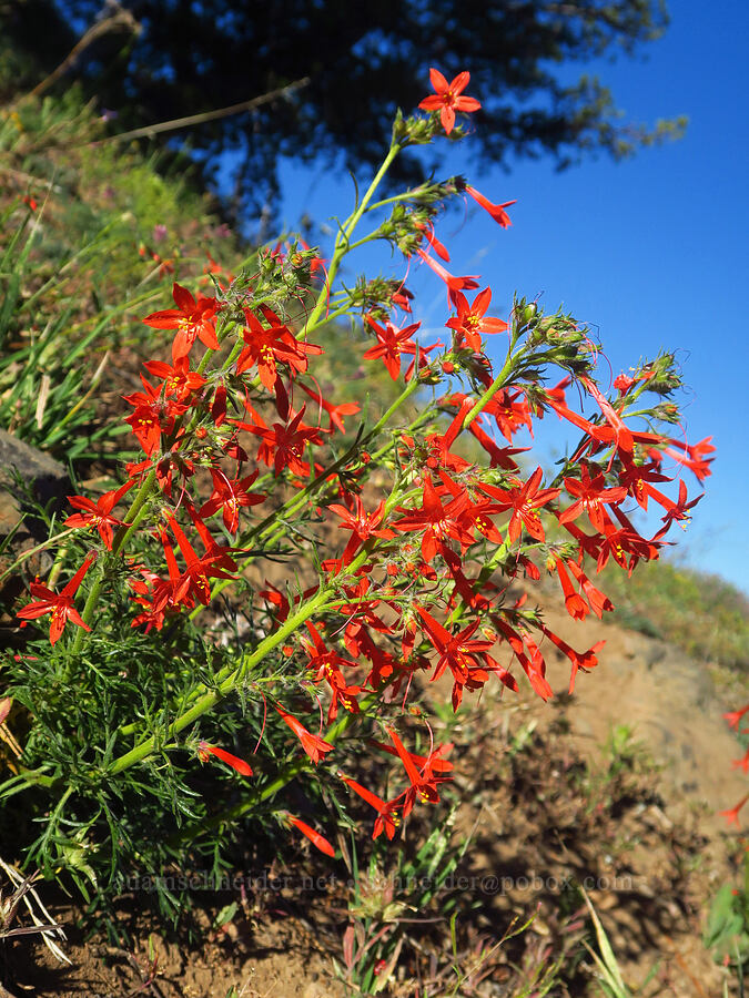 scarlet gilia (Ipomopsis aggregata) [Ironstone Mountain Trail, William O. Douglas Wilderness, Yakima County, Washington]