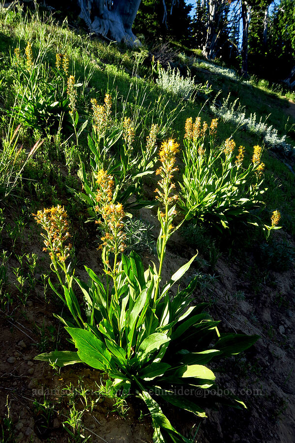 rainiera (Rainiera stricta (Luina stricta)) [Ironstone Mountain Trail, William O. Douglas Wilderness, Yakima County, Washington]