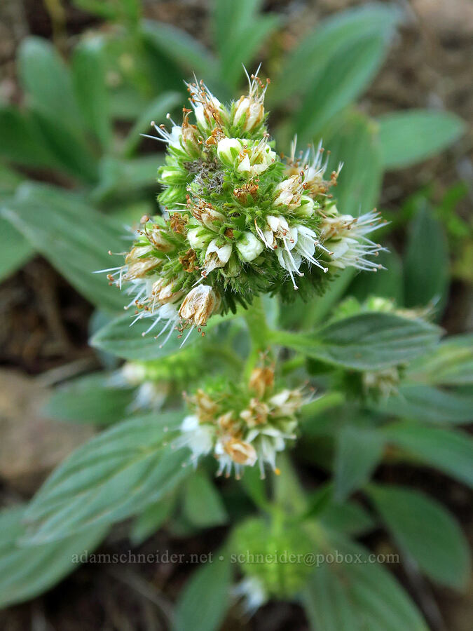 phacelia (Phacelia sp.) [Ironstone Mountain Trail, William O. Douglas Wilderness, Yakima County, Washington]