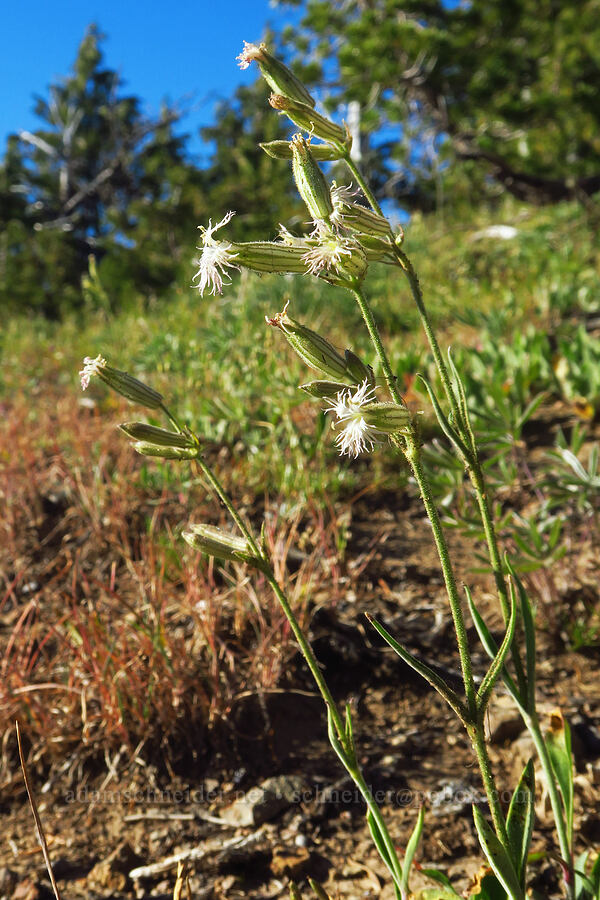 Oregon catchfly (Silene oregana) [Ironstone Mountain Trail, William O. Douglas Wilderness, Yakima County, Washington]