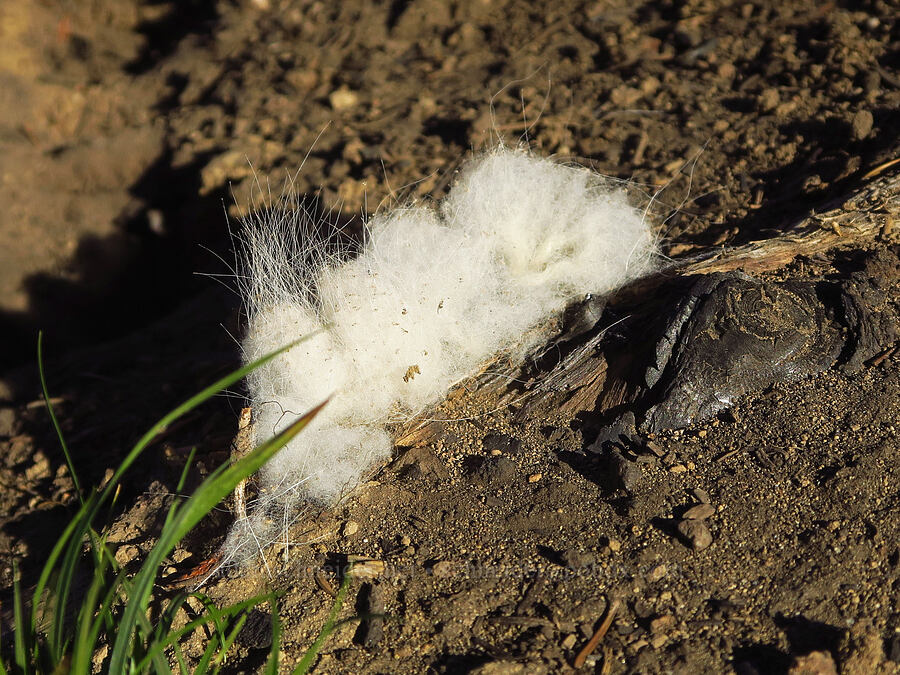 mountain goat fur (Oreamnos americanus) [Ironstone Mountain Trail, William O. Douglas Wilderness, Yakima County, Washington]