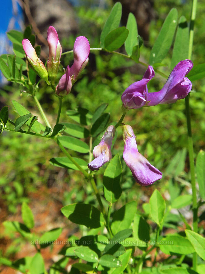 American vetch (Vicia americana) [Ironstone Mountain Trail, William O. Douglas Wilderness, Yakima County, Washington]
