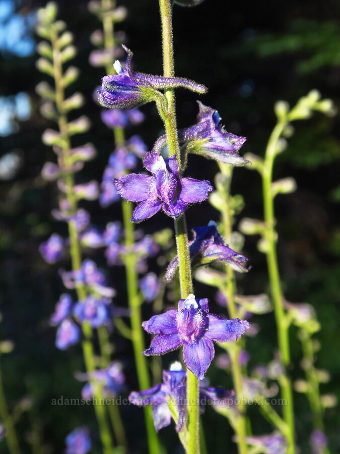 Kittitas larkspur (Delphinium multiplex) [Cash Prairie, Okanogan-Wenatchee National Forest, Yakima County, Washington]
