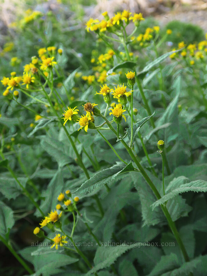 arrow-leaf groundsel (Senecio triangularis) [Cash Prairie, Okanogan-Wenatchee National Forest, Yakima County, Washington]
