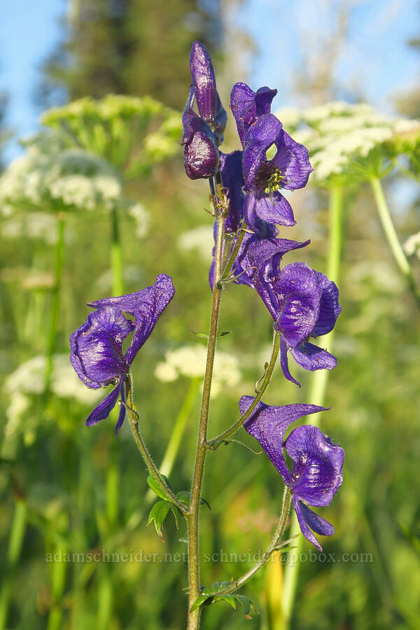 monkshood (Aconitum columbianum) [Cash Prairie, Okanogan-Wenatchee National Forest, Yakima County, Washington]
