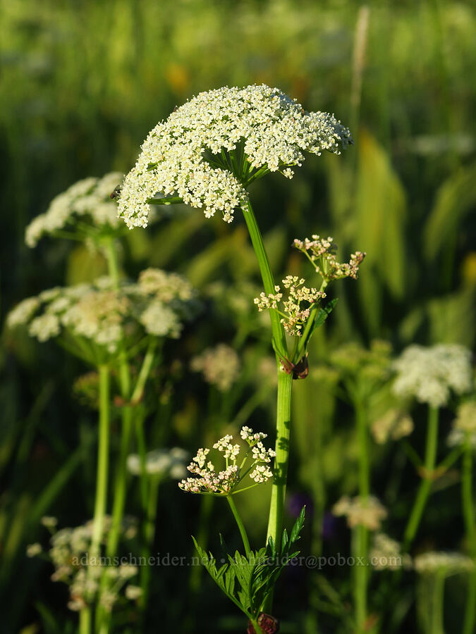 Canby's lovage (Ligusticum canbyi) [Cash Prairie, Okanogan-Wenatchee National Forest, Yakima County, Washington]
