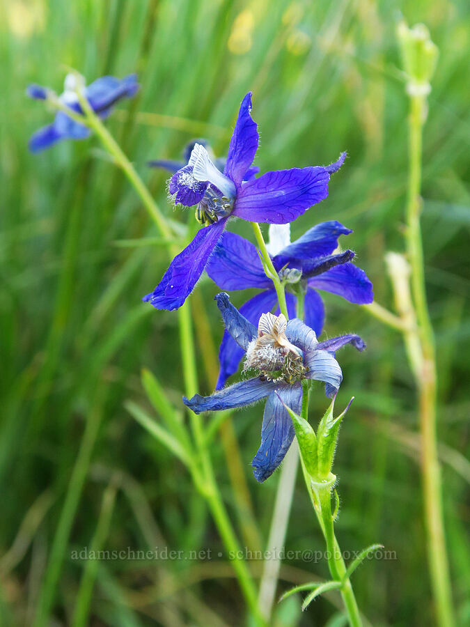 upland larkspur (Delphinium nuttallianum) [Cash Prairie, Okanogan-Wenatchee National Forest, Yakima County, Washington]