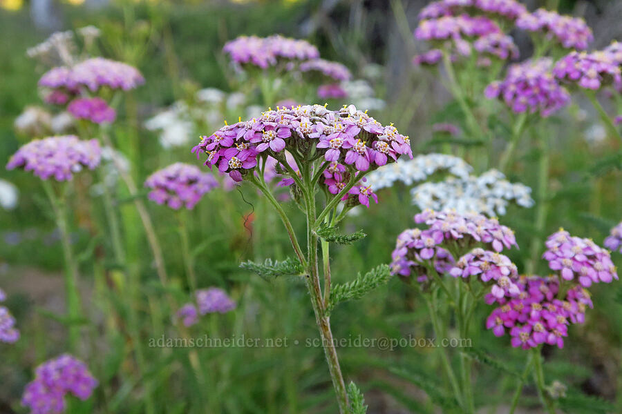 pink yarrow (Achillea millefolium) [Cash Prairie, Okanogan-Wenatchee National Forest, Yakima County, Washington]