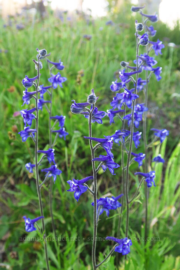 Kittitas larkspur (Delphinium multiplex) [Cash Prairie, Okanogan-Wenatchee National Forest, Yakima County, Washington]