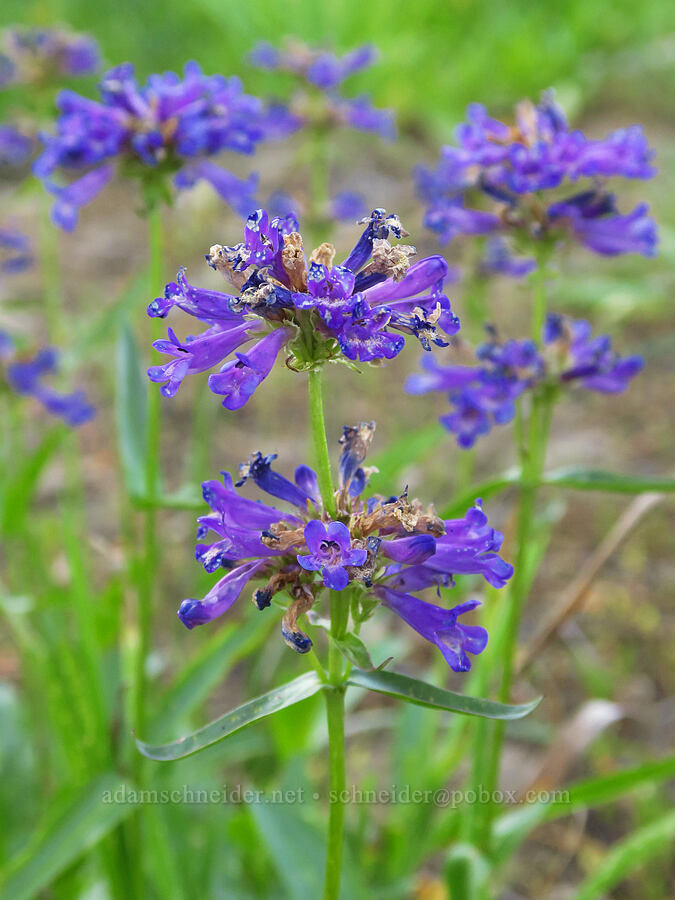 Rydberg's penstemon (Penstemon rydbergii var. oreocharis) [Cash Prairie, Okanogan-Wenatchee National Forest, Yakima County, Washington]