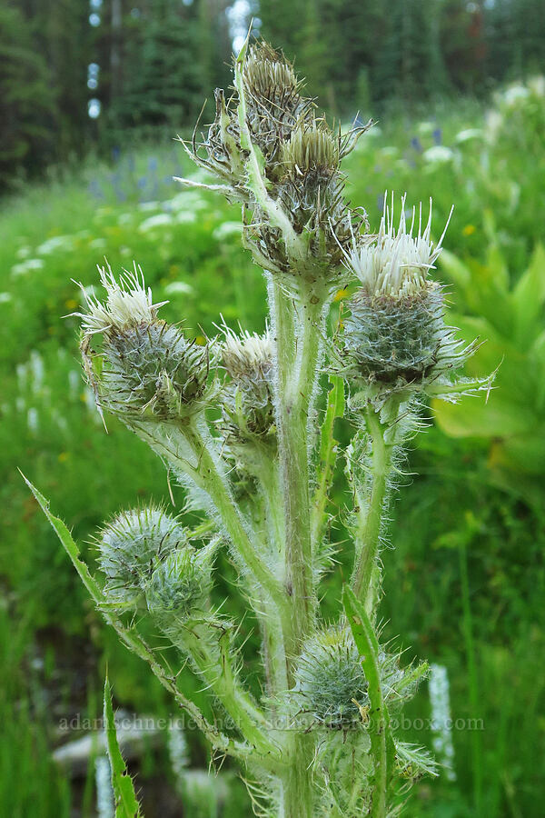 Hooker's thistle (Cirsium hookerianum) [Bethel Ridge Road, Okanogan-Wenatchee National Forest, Yakima County, Washington]