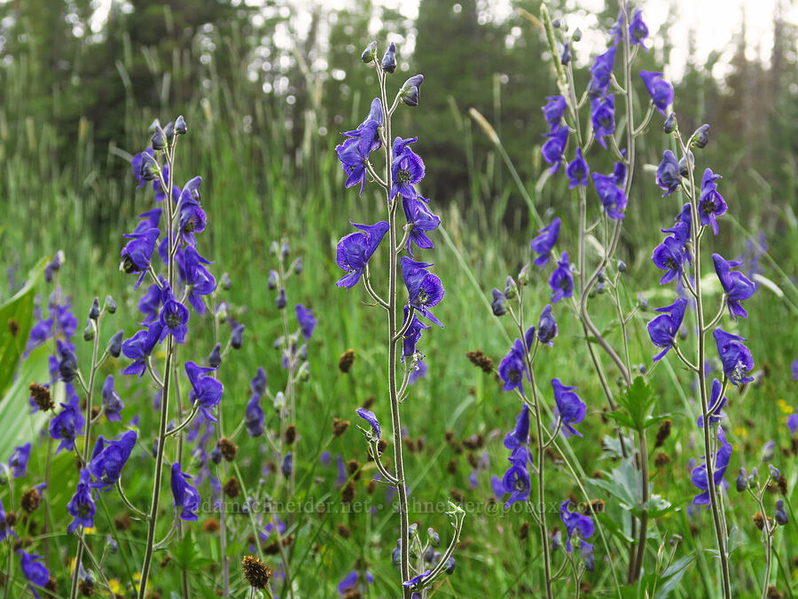 monkshood (Aconitum columbianum) [Bethel Ridge Road, Okanogan-Wenatchee National Forest, Yakima County, Washington]