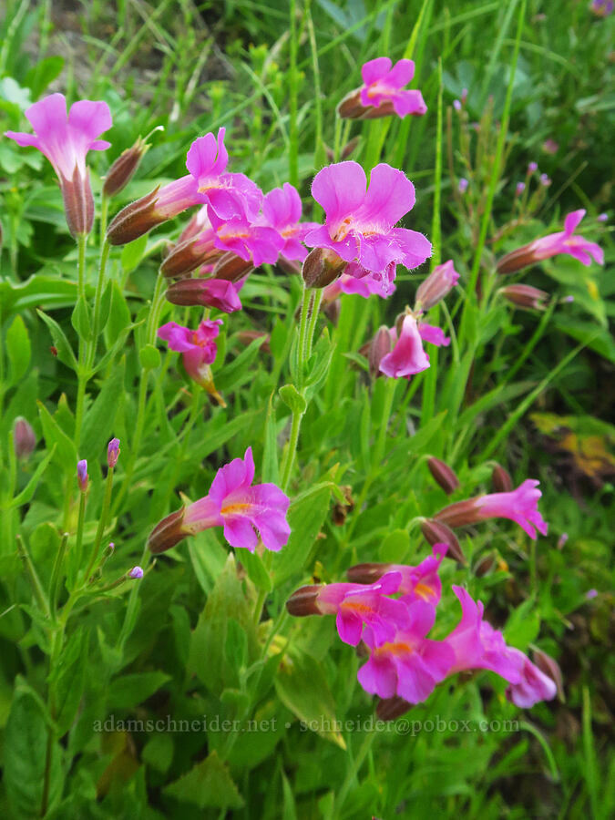 Lewis' monkeyflower (Erythranthe lewisii (Mimulus lewisii)) [Bethel Ridge Road, Okanogan-Wenatchee National Forest, Yakima County, Washington]