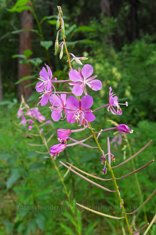 fireweed (Chamerion angustifolium (Chamaenerion angustifolium) (Epilobium angustifolium)) [Tieton River, Okanogan-Wenatchee National Forest, Yakima County, Washington]