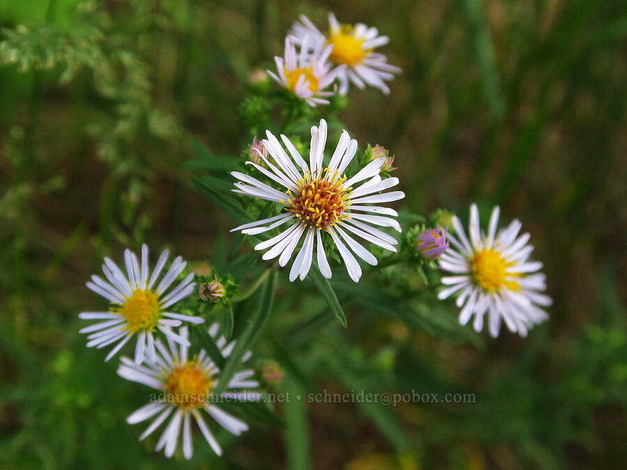 asters (which?) [Tieton River, Okanogan-Wenatchee National Forest, Yakima County, Washington]