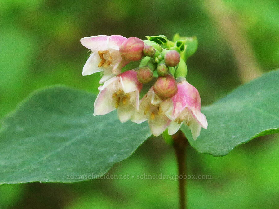 snowberry flowers (Symphoricarpos albus) [Tieton River, Okanogan-Wenatchee National Forest, Yakima County, Washington]