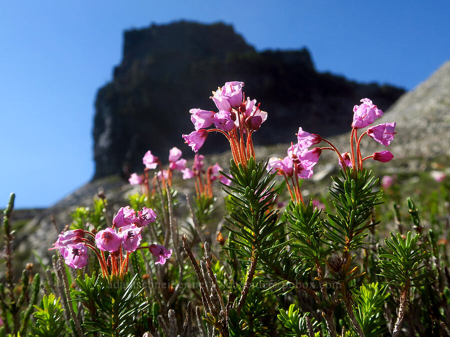 pink mountain heather & The Castle (Phyllodoce empetriformis) [below The Castle, Mount Rainier National Park, Lewis County, Washington]