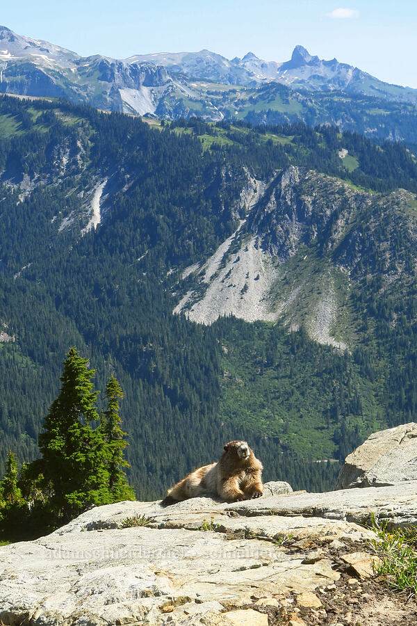 hoary marmot (Marmota caligata) [Tatoosh Range, Mount Rainier National Park, Lewis County, Washington]