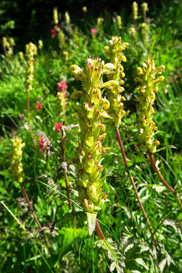 bracted lousewort (Pedicularis bracteosa) [Foss Peak, Mount Rainier National Park, Lewis County, Washington]