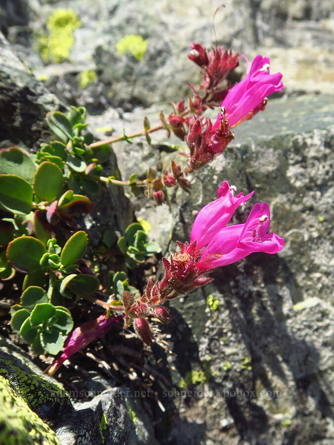 cliff penstemon (Penstemon rupicola) [Foss Peak, Mount Rainier National Park, Lewis County, Washington]