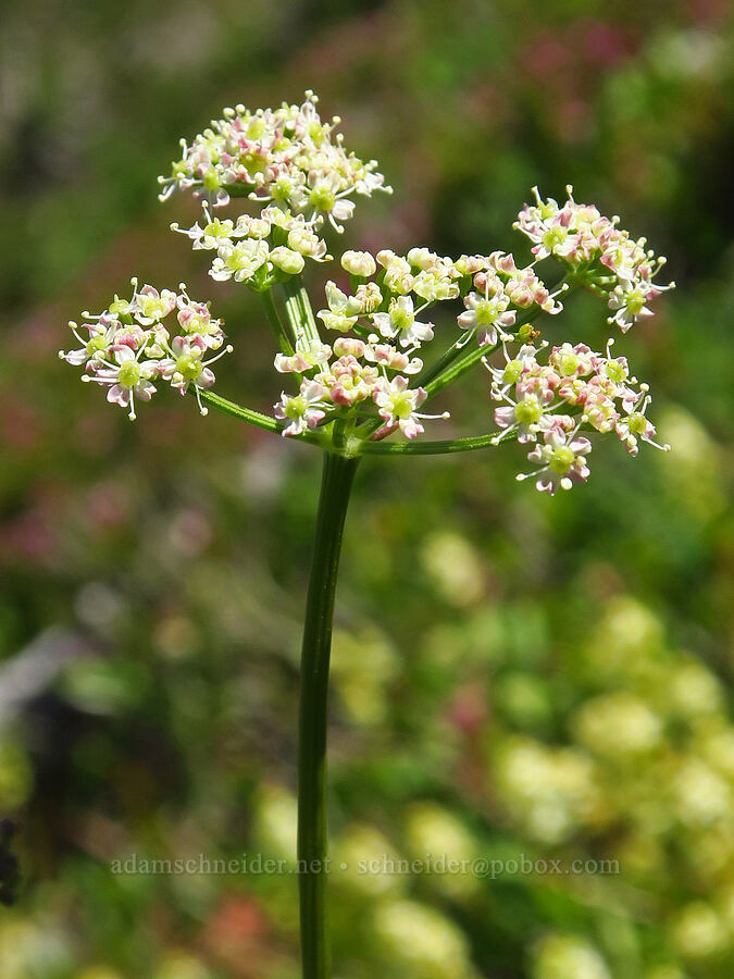 Gray's lovage (Ligusticum grayi) [Foss Peak, Mount Rainier National Park, Lewis County, Washington]