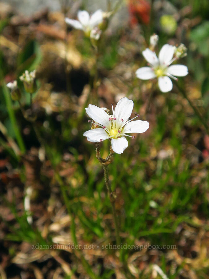 sandwort (Eremogone capillaris (Arenaria capillaris)) [Foss Peak, Mount Rainier National Park, Lewis County, Washington]