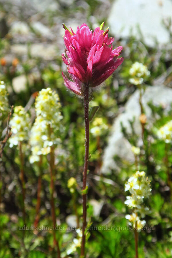 magenta paintbrush & partridgefoot (Castilleja parviflora var. oreopola, Luetkea pectinata) [The Castle, Mount Rainier National Park, Lewis County, Washington]