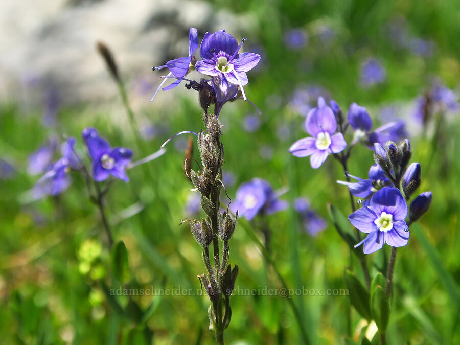 Cusick's speedwell (Veronica cusickii) [The Castle, Mount Rainier National Park, Lewis County, Washington]