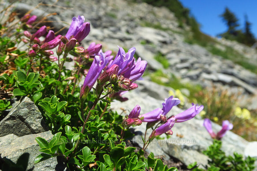 Davidson's penstemon (Penstemon davidsonii) [The Castle, Mount Rainier National Park, Lewis County, Washington]