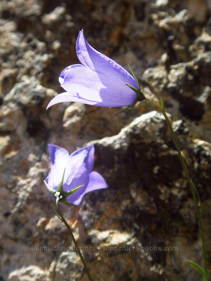 harebells (Campanula petiolata (Campanula rotundifolia)) [The Castle, Mount Rainier National Park, Lewis County, Washington]