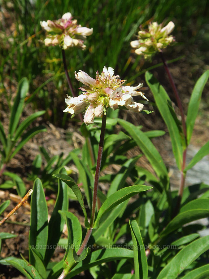 pinkish yellow penstemon (Penstemon confertus) [Tatoosh Range, Mount Rainier National Park, Lewis County, Washington]