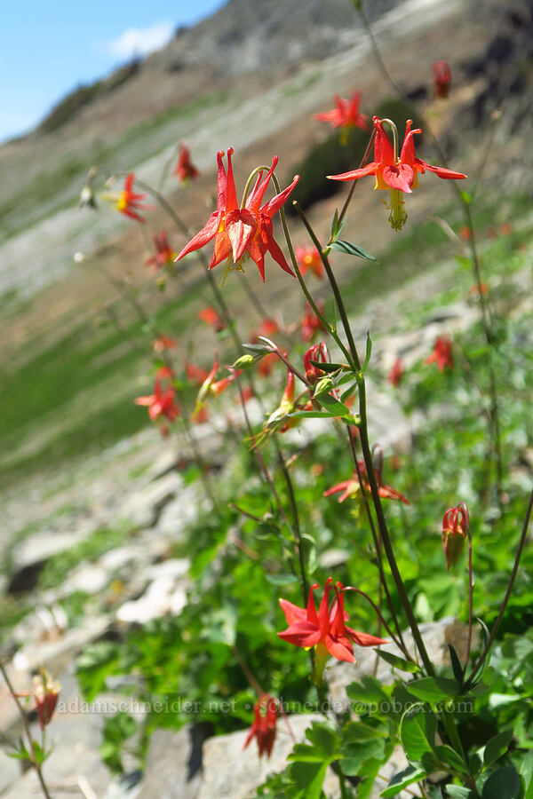 western columbine (Aquilegia formosa) [Tatoosh Range, Mount Rainier National Park, Lewis County, Washington]
