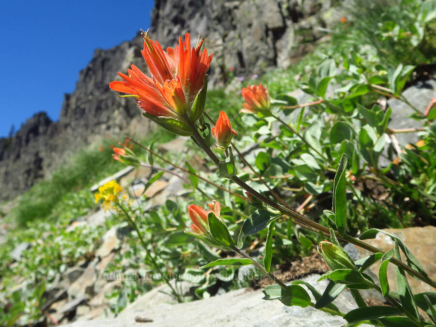 scarlet paintbrush (Castilleja miniata) [Tatoosh Range, Mount Rainier National Park, Lewis County, Washington]