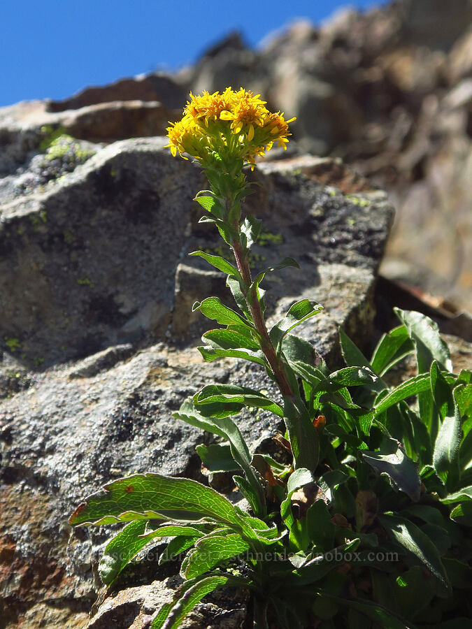 northern goldenrod (Solidago multiradiata) [Pinnacle Peak, Mount Rainier National Park, Lewis County, Washington]
