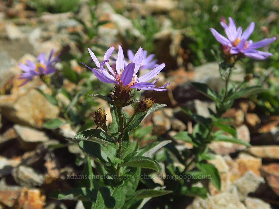 Cascade asters (Doellingeria ledophylla (Eucephalus ledophyllus) (Aster ledophyllus)) [Pinnacle Peak, Mount Rainier National Park, Lewis County, Washington]