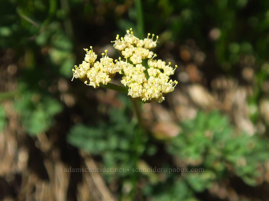 Cascade desert parsley (Lomatium martindalei) [Pinnacle Peak, Mount Rainier National Park, Lewis County, Washington]