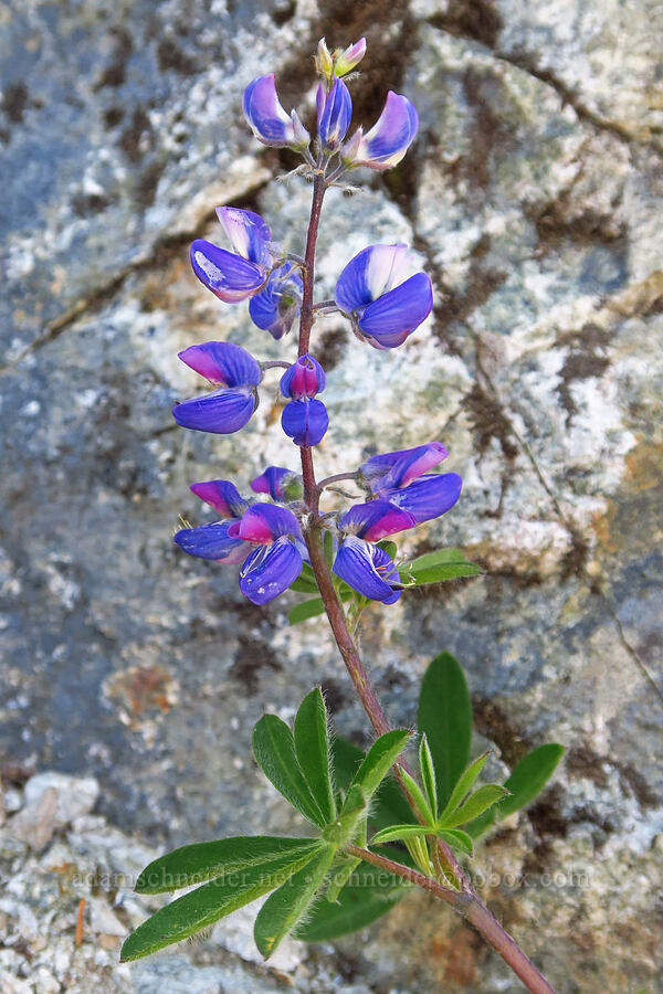 arctic lupine (Lupinus arcticus ssp. subalpinus (Lupinus latifolius ssp. subalpinus)) [Tatoosh Range, Mount Rainier National Park, Lewis County, Washington]