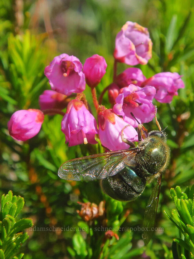 jeweled spider fly on pink mountain heather (Eulonchus tristis, Phyllodoce empetriformis) [Plummer Peak, Mount Rainier National Park, Lewis County, Washington]