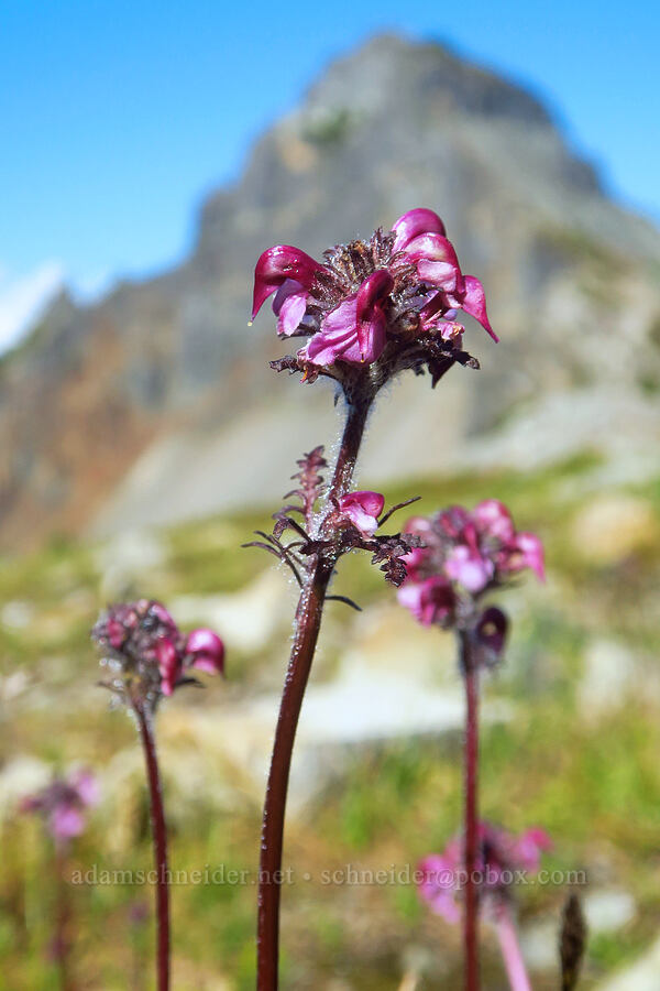 bird's-beak lousewort (Pedicularis ornithorhynchos (Pedicularis ornithorhyncha)) [Plummer Peak, Mount Rainier National Park, Lewis County, Washington]
