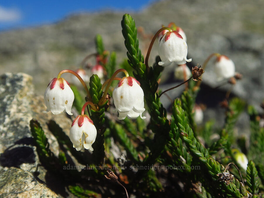 white mountain heather (Cassiope mertensiana) [Plummer Peak, Mount Rainier National Park, Lewis County, Washington]
