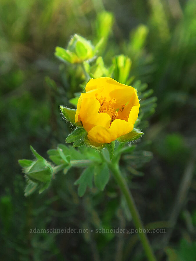 fan-leaf cinquefoil (Potentilla flabellifolia) [Tatoosh Range, Mount Rainier National Park, Lewis County, Washington]