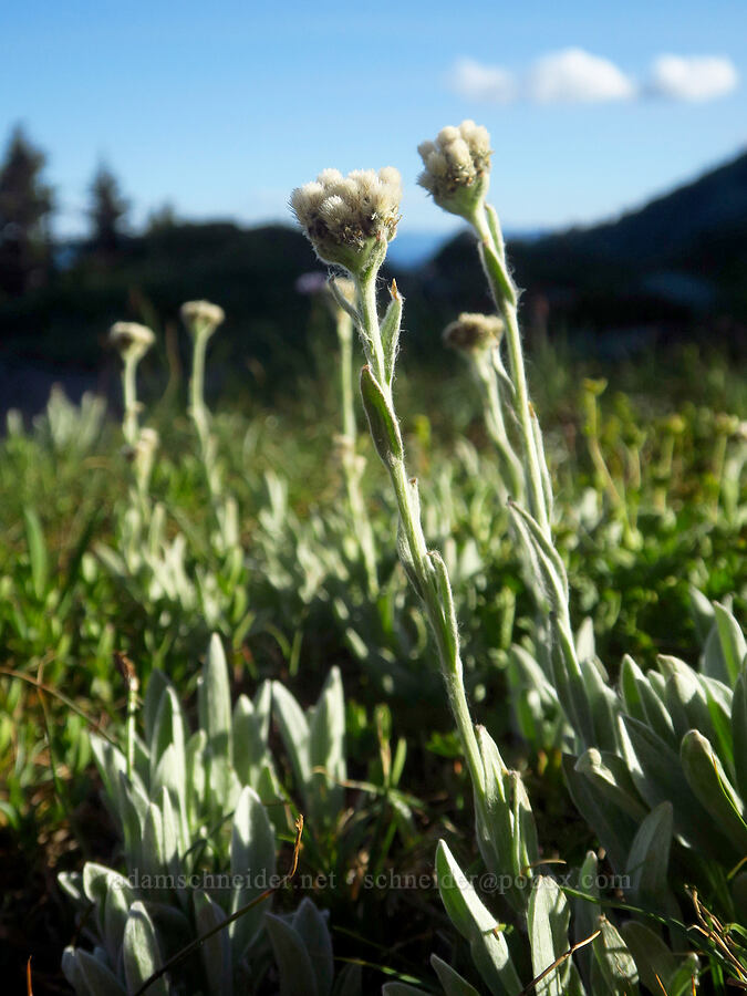 woolly pussy-toes (Antennaria lanata) [Tatoosh Range, Mount Rainier National Park, Lewis County, Washington]